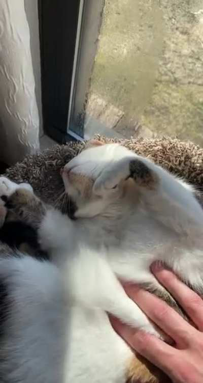 My cat is a heavy sleeper