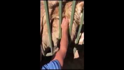 WCGW Petting a Lion