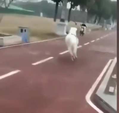 Horse lands a double uppercut..