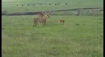 This brave dog is not afraid of lions.