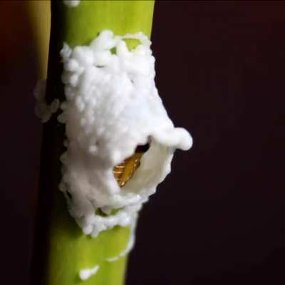 🔥 This caterpillar 3D-printing itself a nest 🔥