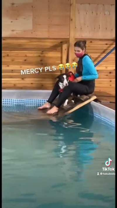 Teaching your dog how to swim pt.1