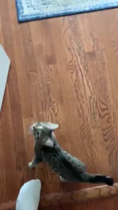 Basil the kitten yelling at me to walk faster, &ldquo;HURRY!!!&rdquo;