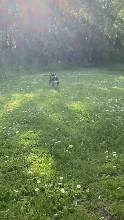 &ldquo;I&rsquo;m a happy, happy dog&rdquo;
