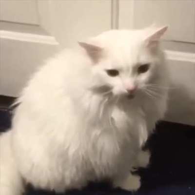 it's the meme cat