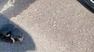 A Swimming Mole