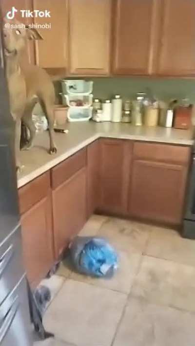 LOLA WHAT THE FU-