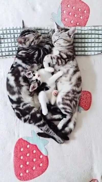 Kitten disturbing mum &amp;amp; dad 🤩