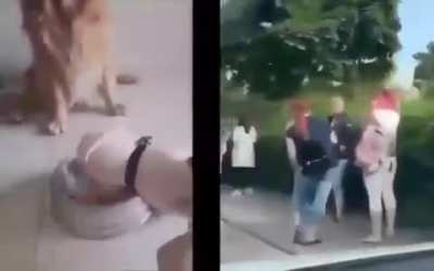 Dogs Vs. Hiumans