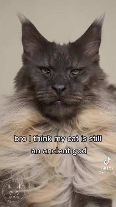 Bro that's a lion