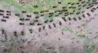 🔥 Termites and ants form lines of guards to prevent themselves from being attacked by each other