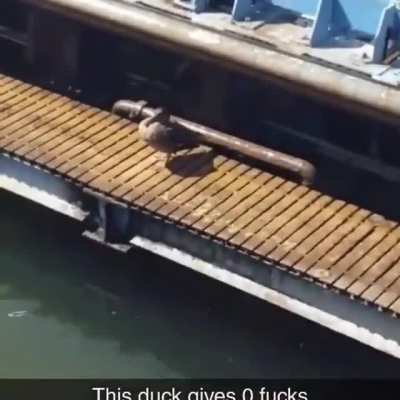 No ducks given.