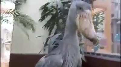Shoebill's greeting sounds like gunfire
