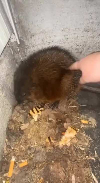What diseases do rats carry again?