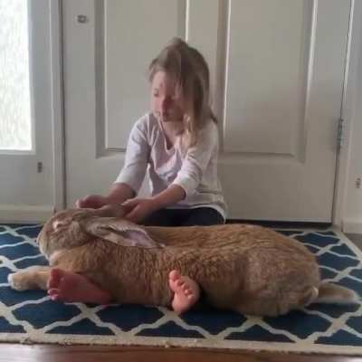 Absolute Cute bunny