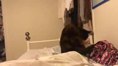 Timelapse of my cat kneading for 7 minutes to figure out where to sleep