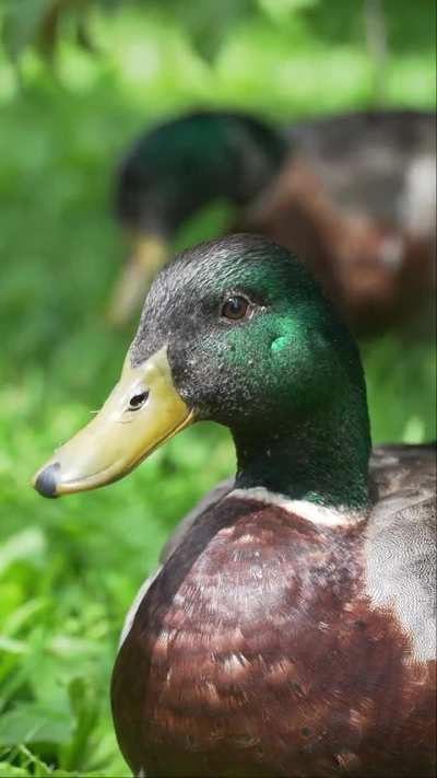 Local vagrants