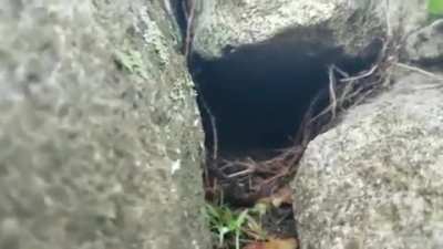 "It sees this guy didn't dig a very deep burrow..."