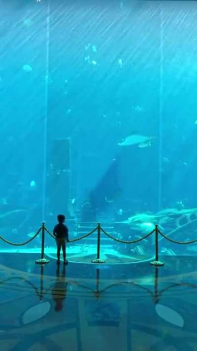 Mornings at Atlantis Aquarium in Dubai