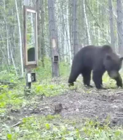When Bear sees the mirror ..........