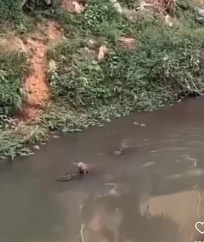 I cant believe my eyes when I saw what this capybara is surfing on