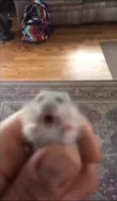 mouse