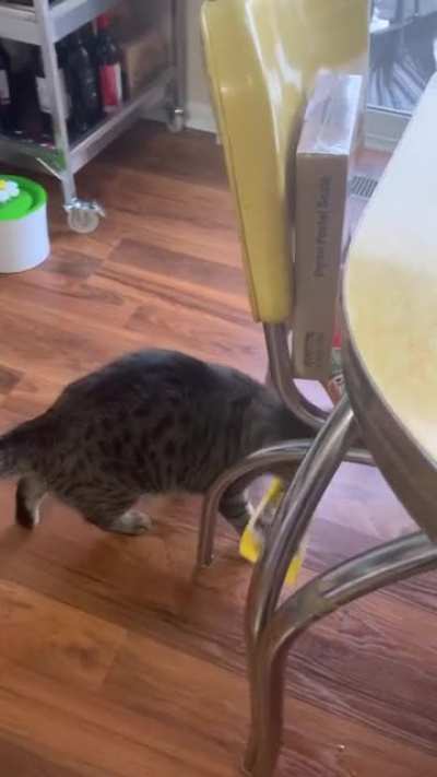 We put the cat on a diet, it&rsquo;s going well.