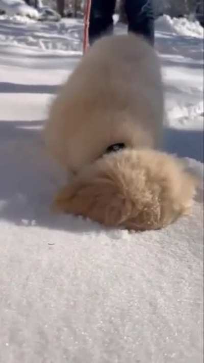 Good boy&rsquo;s first snow