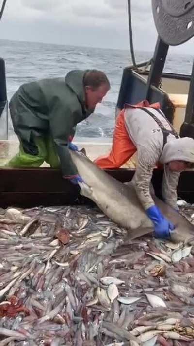 That shark sure looks pretty light weighted...