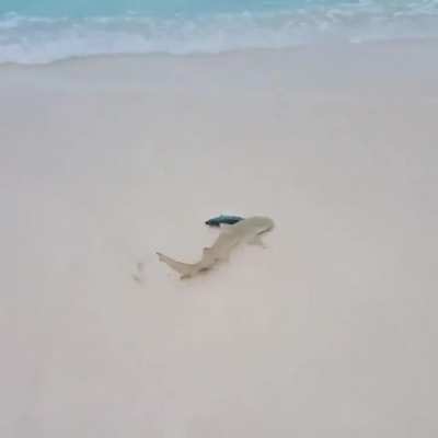 This baby Lemon Shark isn't waiting for evolution to do all the work.