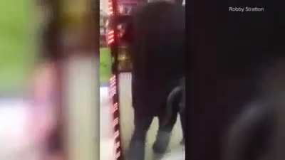Florida Man Claims He Doesn&rsquo;t Remember Taking A Gator With Him On A Beer Run