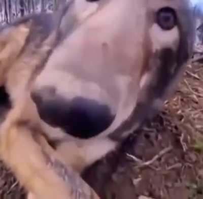 Boop