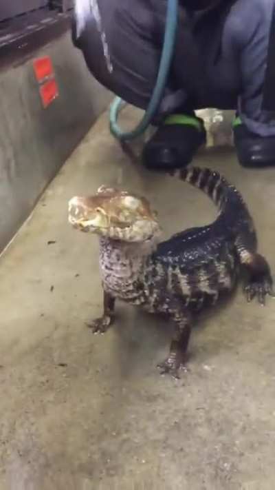 Cuvier’s Dwarf Caiman thoroughly enjoying him/herself