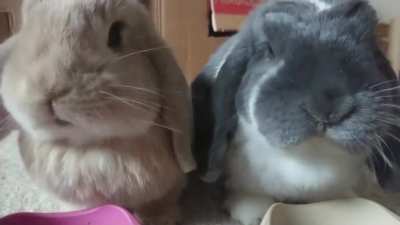 Nom Nom Nom