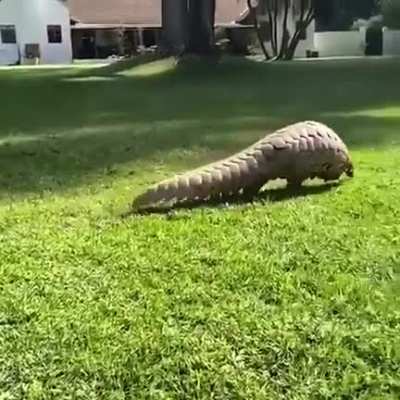 🔥 Pangolins are bipedal and walk on their hind legs .