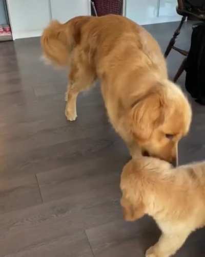 Best doggie duo