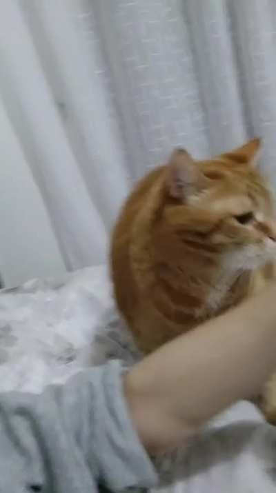 Horny catto