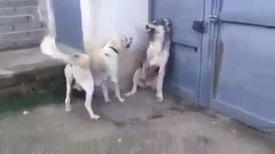 Mom Dog scolding Dad for threatening children unnecessarily...likeus