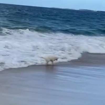 FUCKYOUDOG