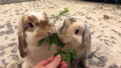 What&rsquo;s cuter than a rabbit enjoying kale? 2 rabbits enjoying kale!