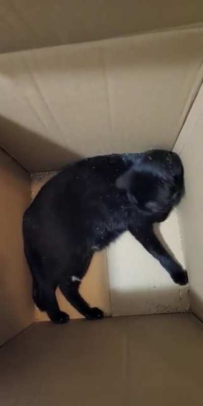 You can see the moment that the catnip hits him 😂