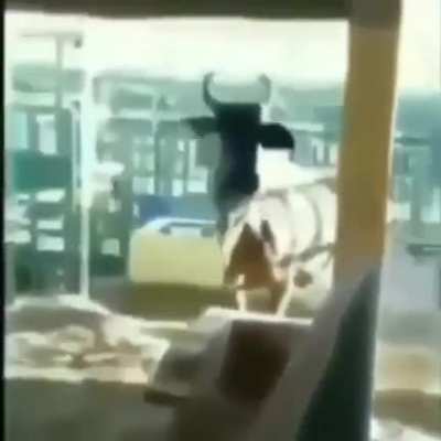 Oh Vaca 🐮