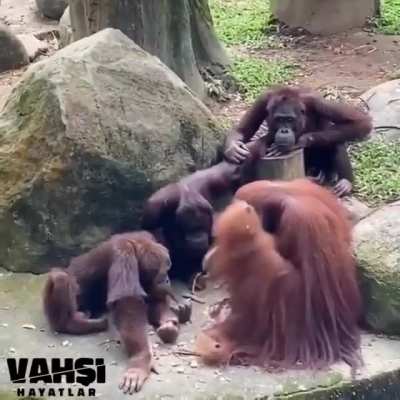 This video filmed in a zoo shows an orangutan monkey who appears to be teaching toolmaking to other primates. The way they are all attentive is scary