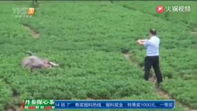 牛献忠怒干黑皮