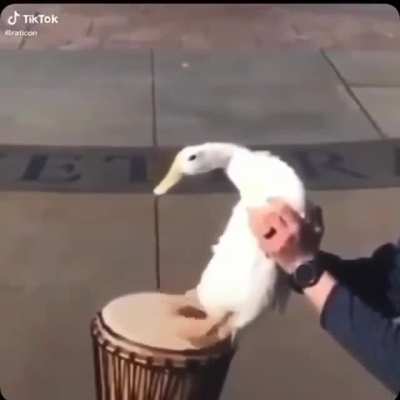 duck