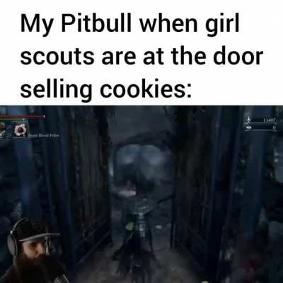 my favorite are thin mints😋