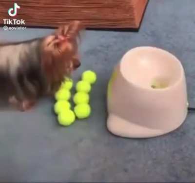 🐶🥎