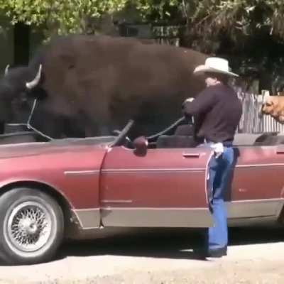 That is a big boy if I ever seen one