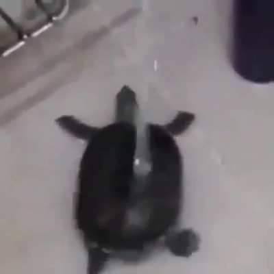 Fofo