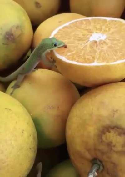 🔥 Tiny lizard licking lemon